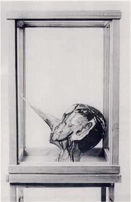 פינוקיו, 1995. נייר ודיו, עץ וזכוכית.